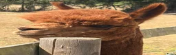 Alpaca livestock for sale: Quality herd of 10 male and female alpacas. - Advert 2