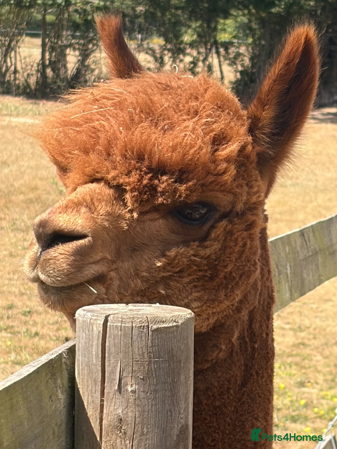 Alpaca livestock for sale: Quality herd of 10 male and female alpacas. - Advert 2