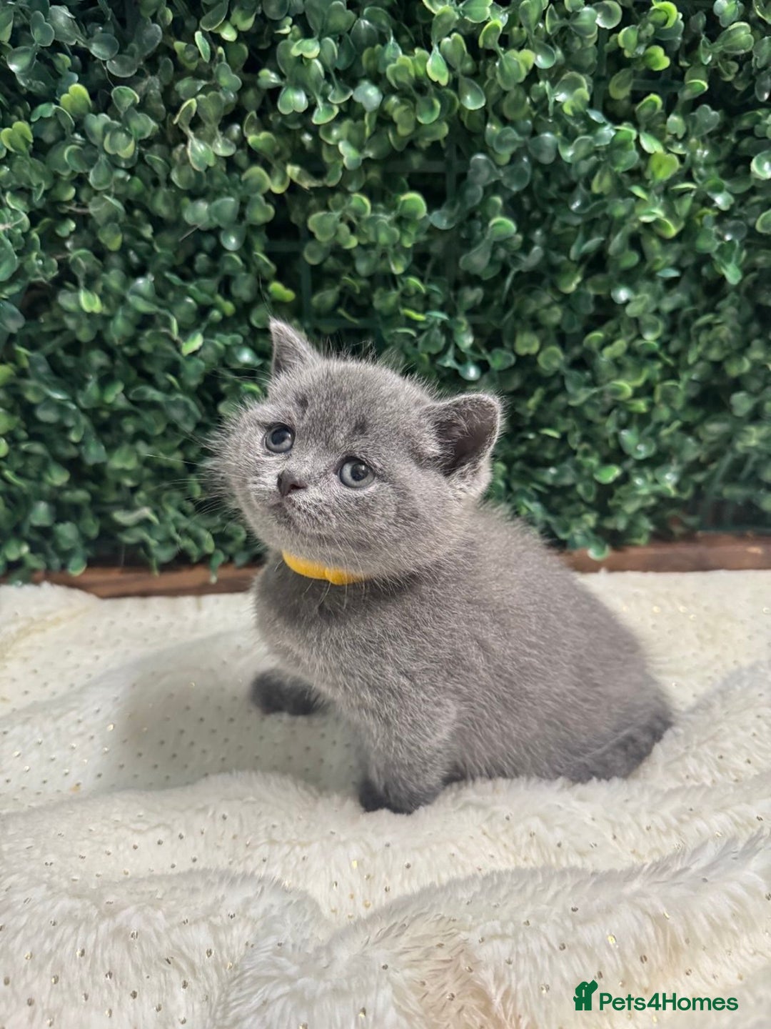 British Shorthair cats for sale: 💕British Shorthair Blue Kittens💕 - Advert 11