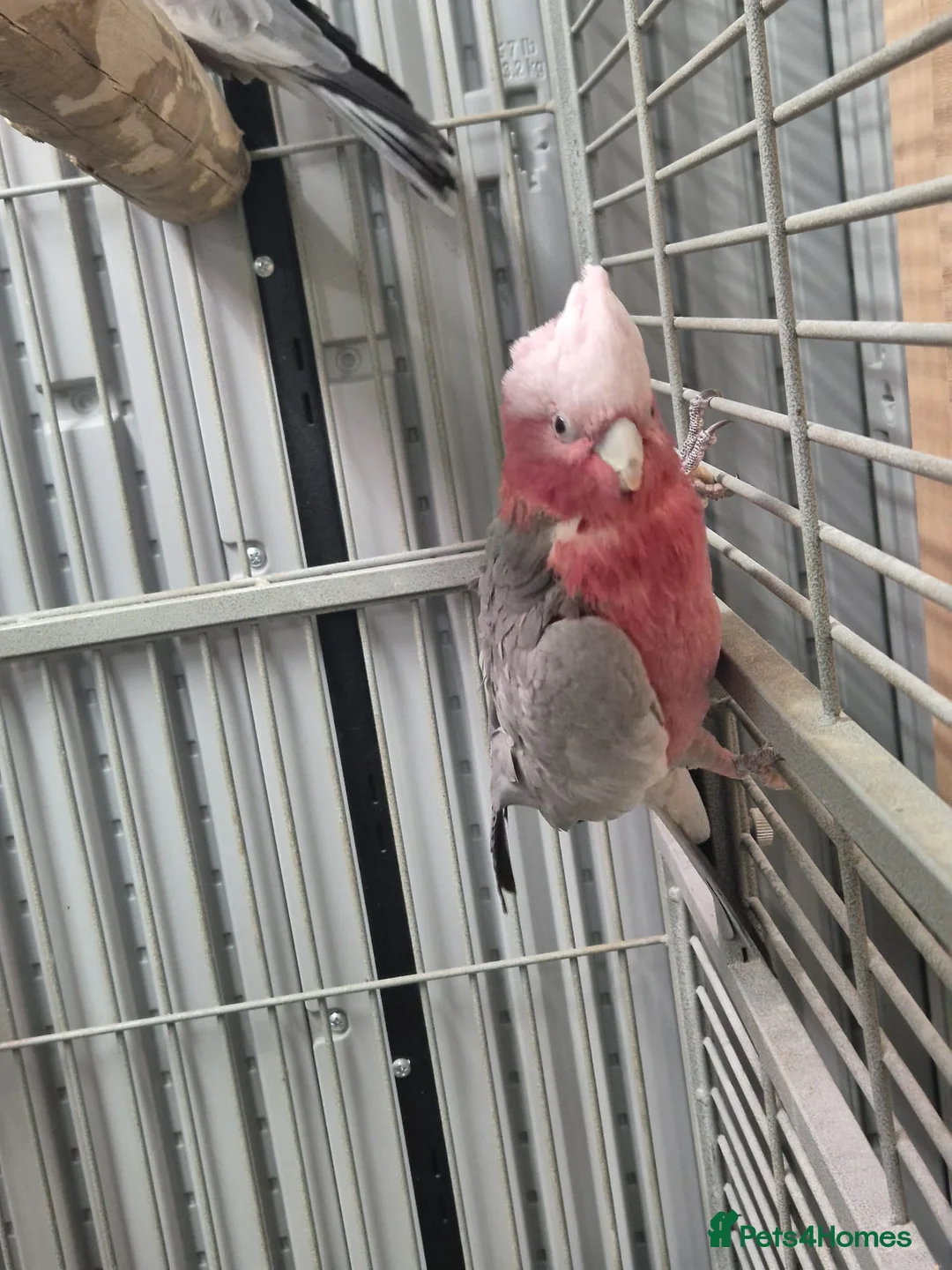 Cockatoo birds for sale: Pair of galahs - Advert 13