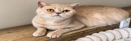 British Shorthair cats for sale: British shorthair kittens ready to leave soon  - Advert 1