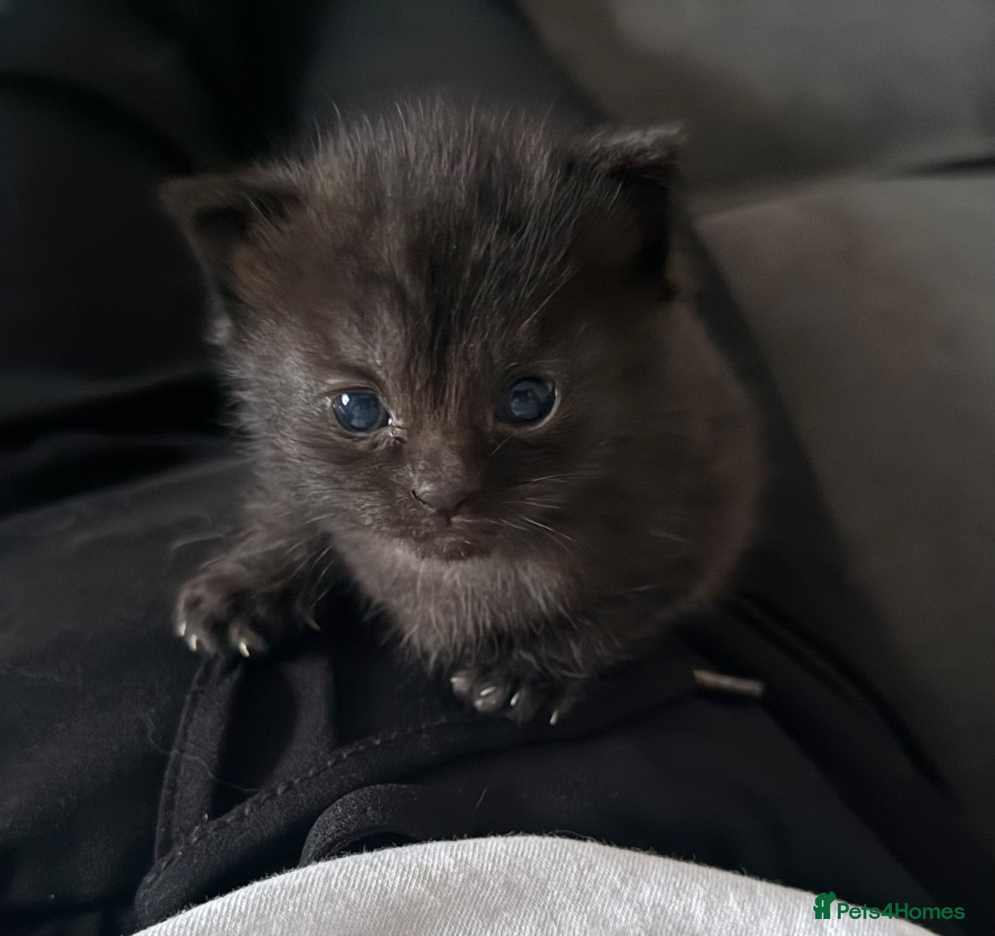 Persian cats Kitten for sale  - Advert 5
