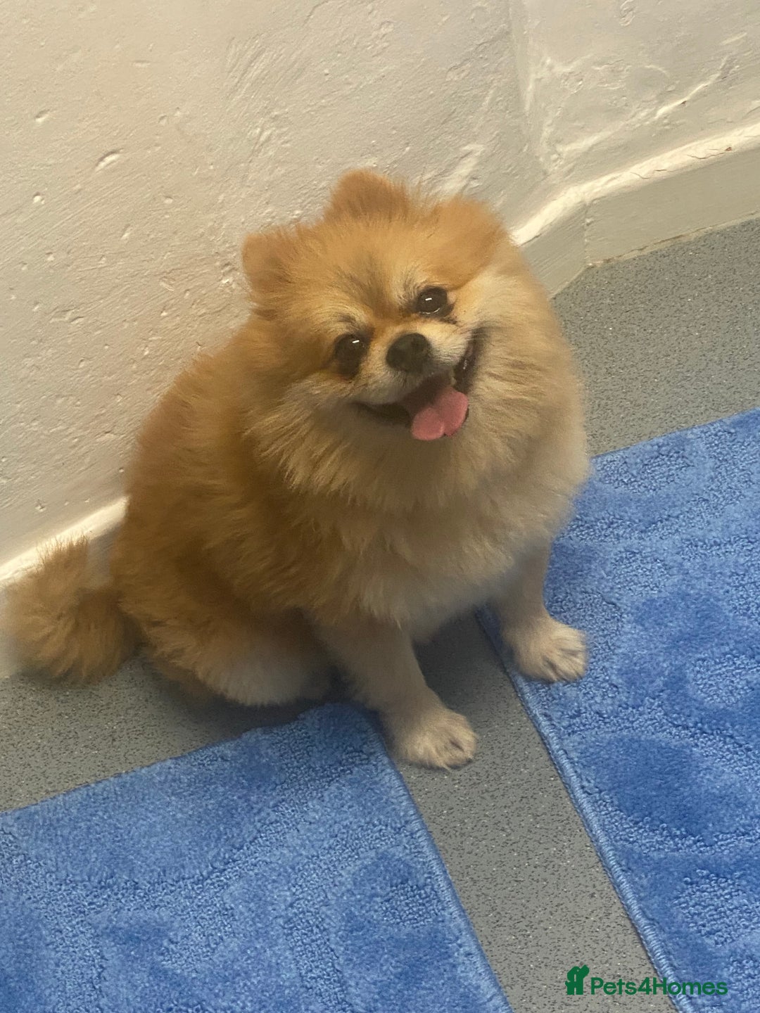 Pomeranian dogs for stud: Reggie the pom - Image 4