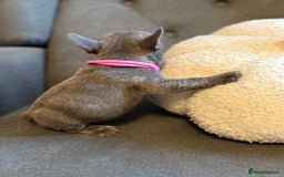 French Bulldog dogs for sale: ✨Stunning Pedigree French Bulldog Puppies✨ - Advert 36