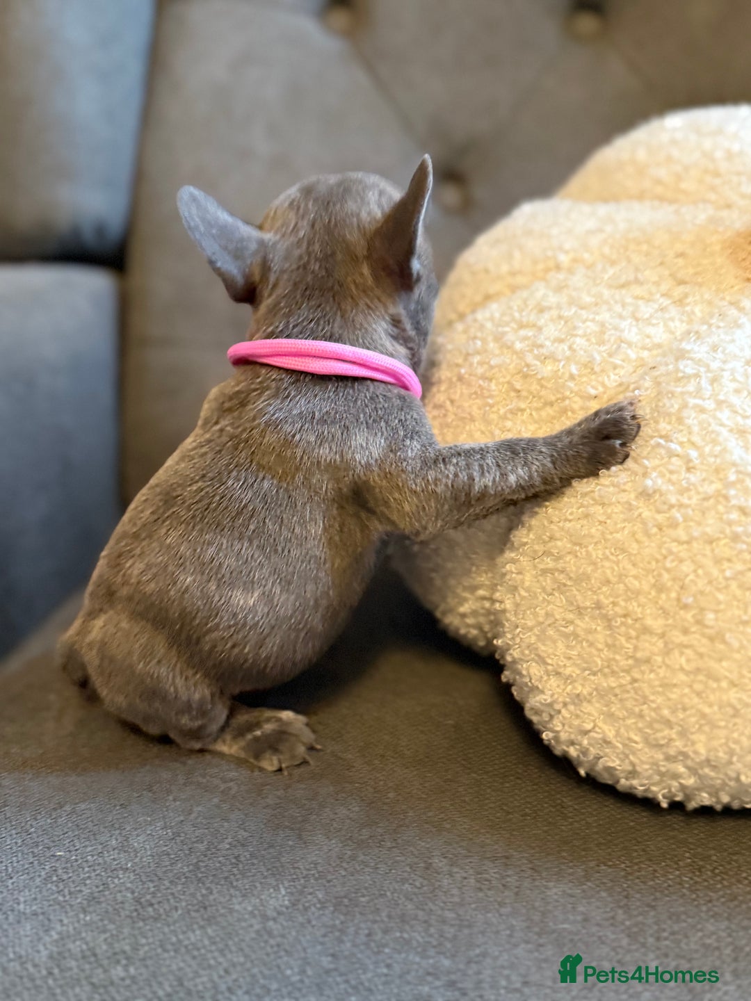 French Bulldog dogs for sale: ✨Stunning Pedigree French Bulldog Puppies✨ - Advert 36