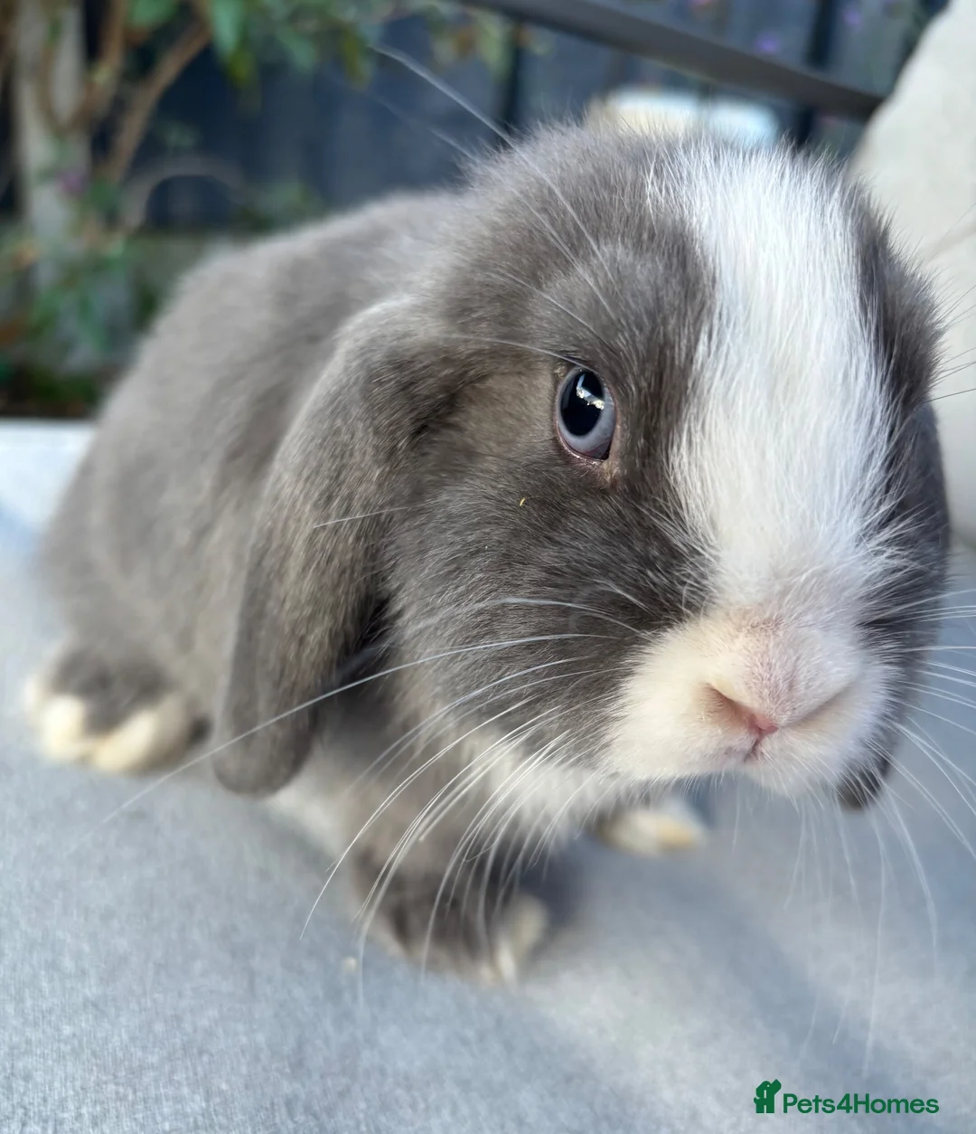Mini Lop rabbits for sale: Purebred Mini Lops ready now - Advert 1