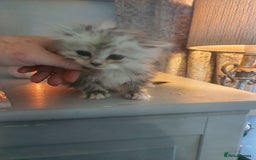 Persian cats for sale: Persians last 2 - Image 2