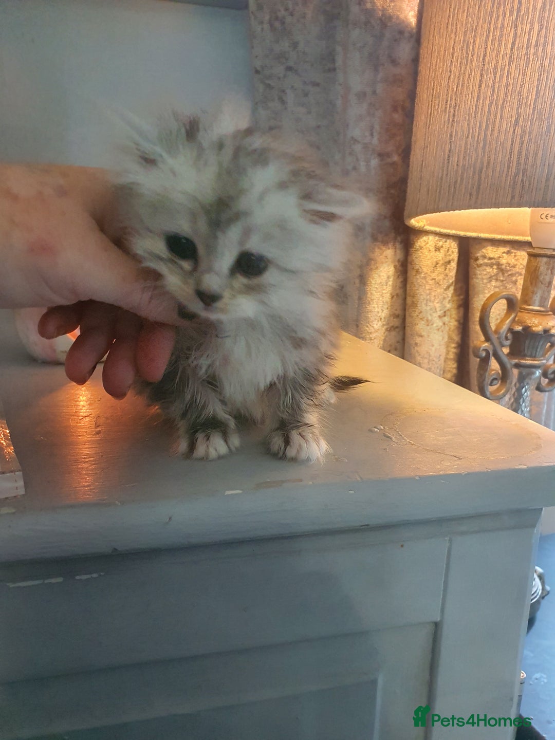 Persian cats for sale: Persians last 2 - Image 2