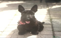 Scottish Terrier dogs for sale: Scottish terrier puppies - Advert 6