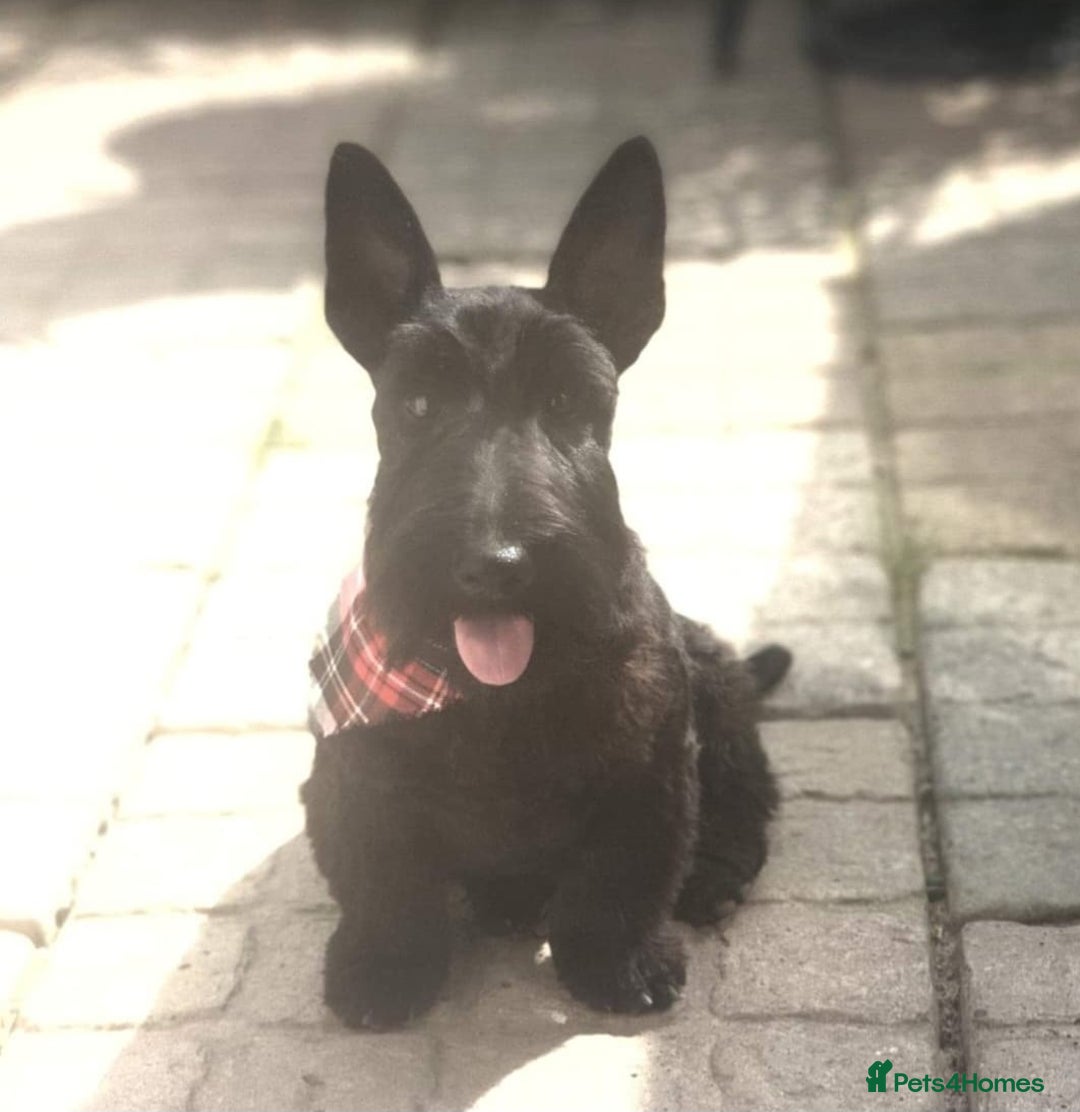 Scottish Terrier dogs for sale: Scottish terrier puppies - Advert 6