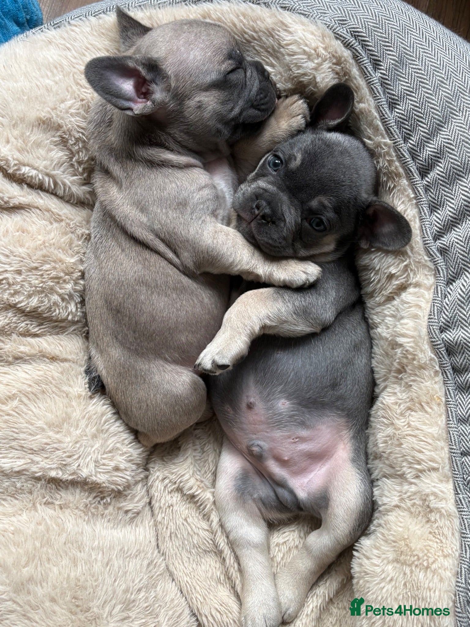 French Bulldog dogs French Bulldog Puppies – 4 Home-Raised Boys - Advert 2