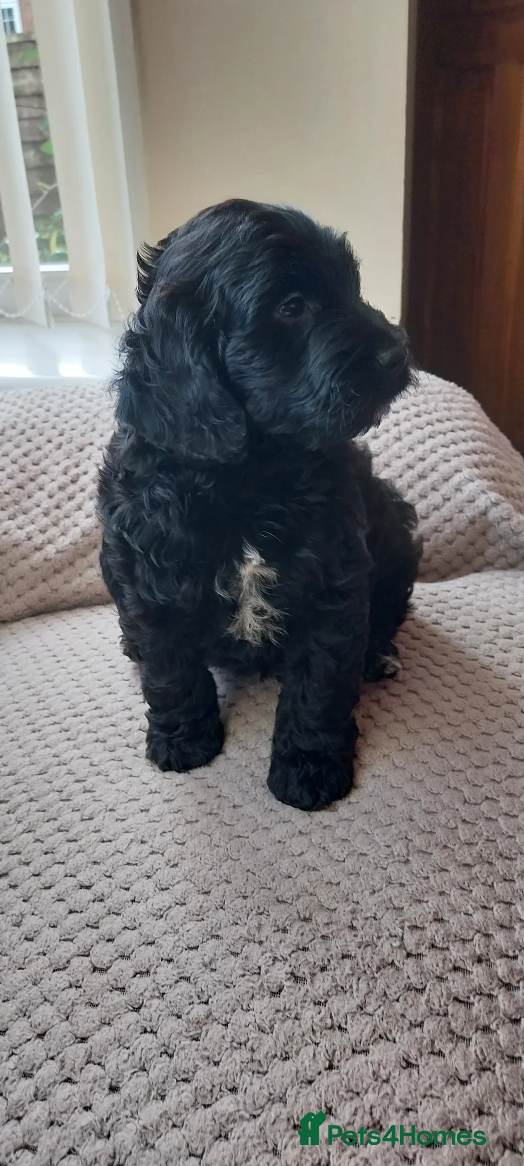 Miniature Poodle dogs for stud: DWKC  merle miniature poodle. Fully health tested  in Walsall - Advert 11