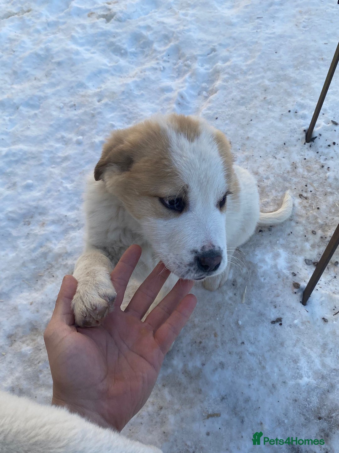 Central Asian Shepherd dogs for sale: Last one boy and girl central Asian shepherd pups - Advert 4