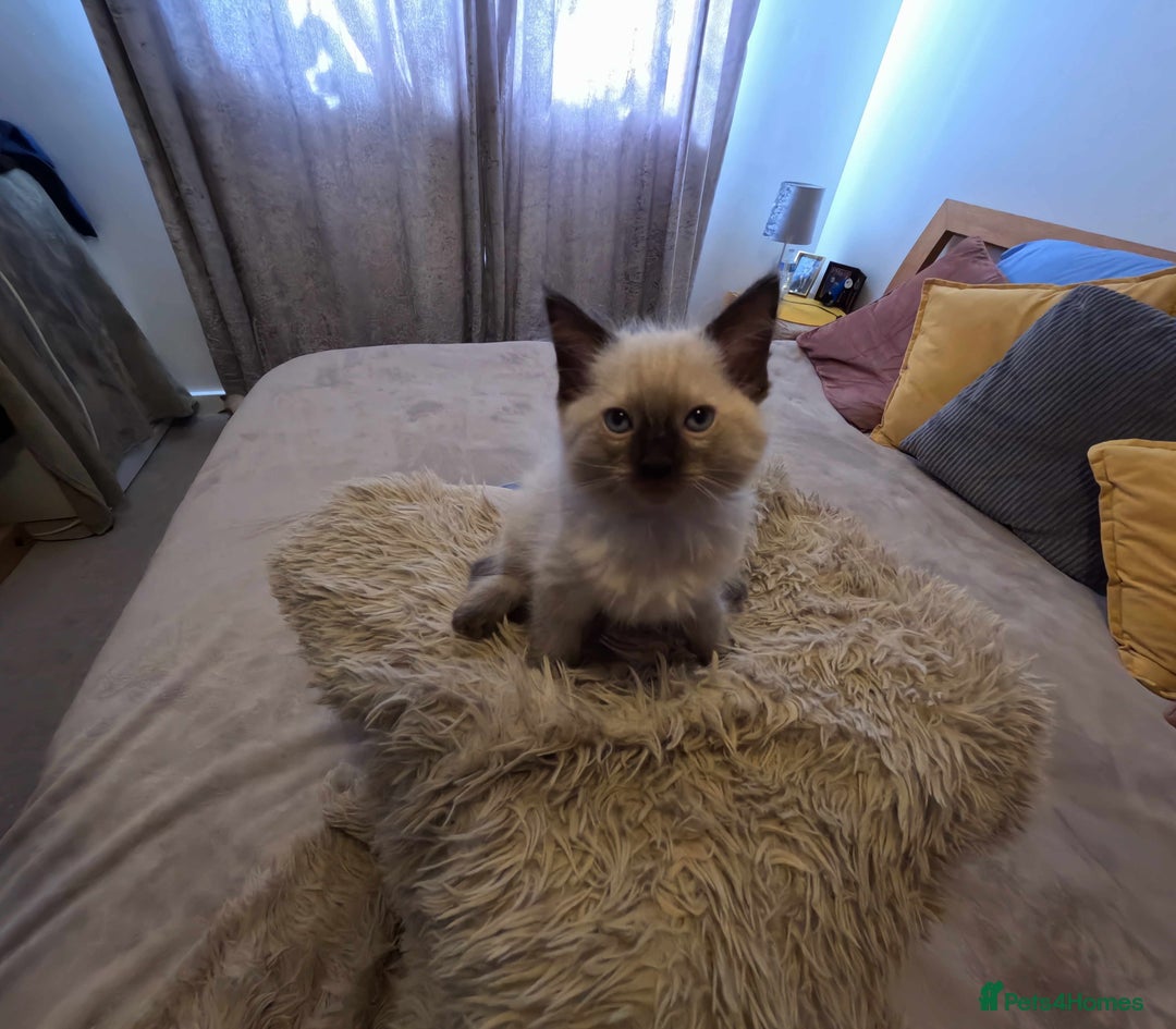 Ragdoll cats for sale: READY TO LEAVE fluffy Lynx and blue point Ragdoll - Image 13