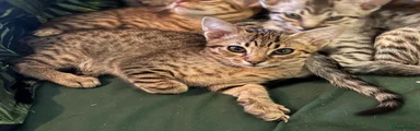 Ocicat Kitten 2