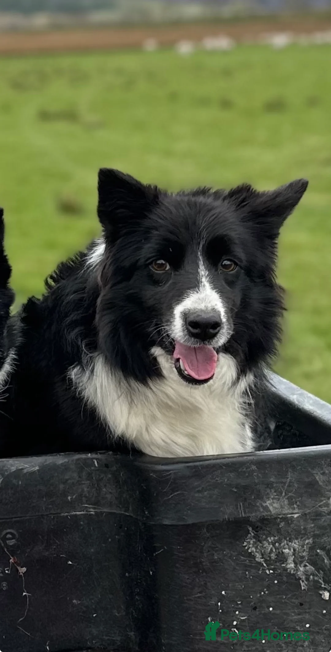 Border Collie dogs for sale: Neutered female collie looking for retirement home - Advert 1