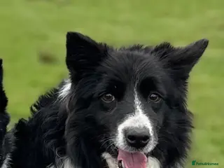 Border Collie dogs Neutered female collie looking for retirement home - Advert 1