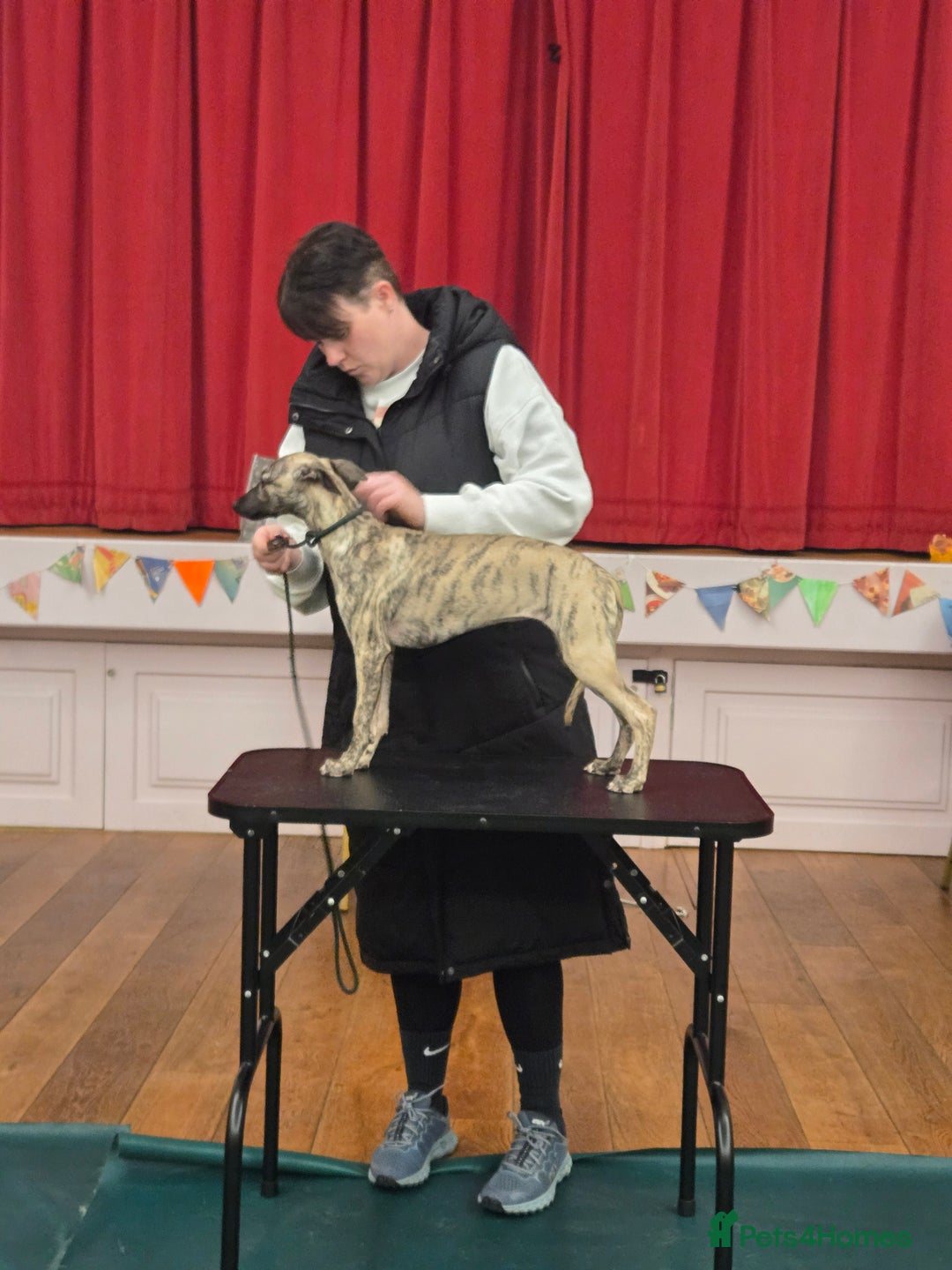 Whippet dogs for sale: Dory is looking for her forever home 🩷 - Advert 3