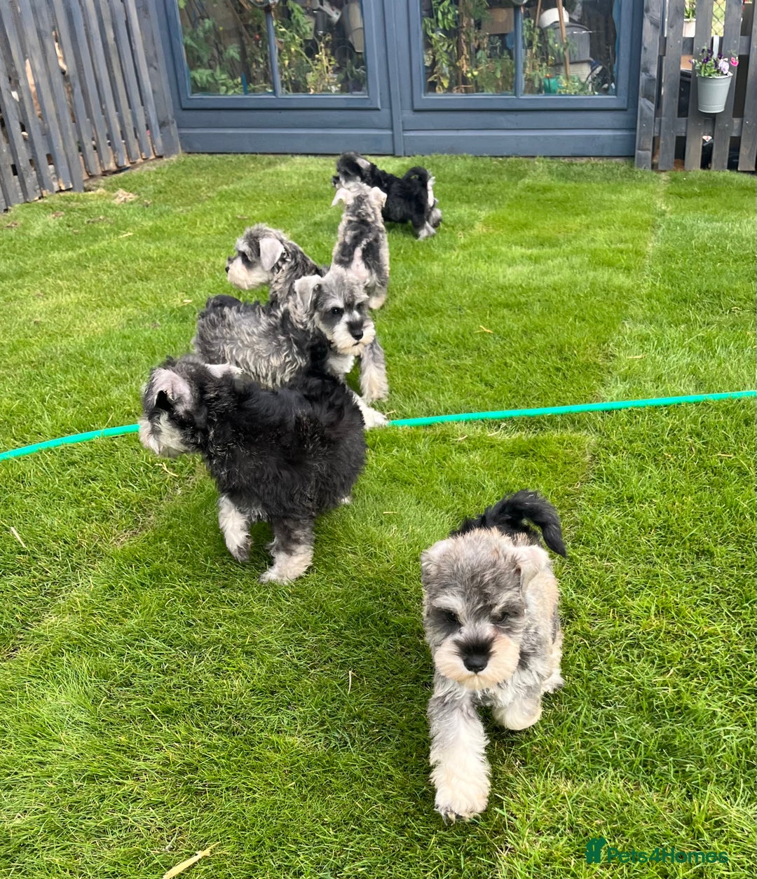 Miniature Schnauzer dogs for sale: Just 2 boys and girls available raised with love - Image 35