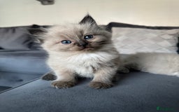 Ragdoll cats for sale: Stunning Female Seal Mink Ragdoll Kitten  - Image 12