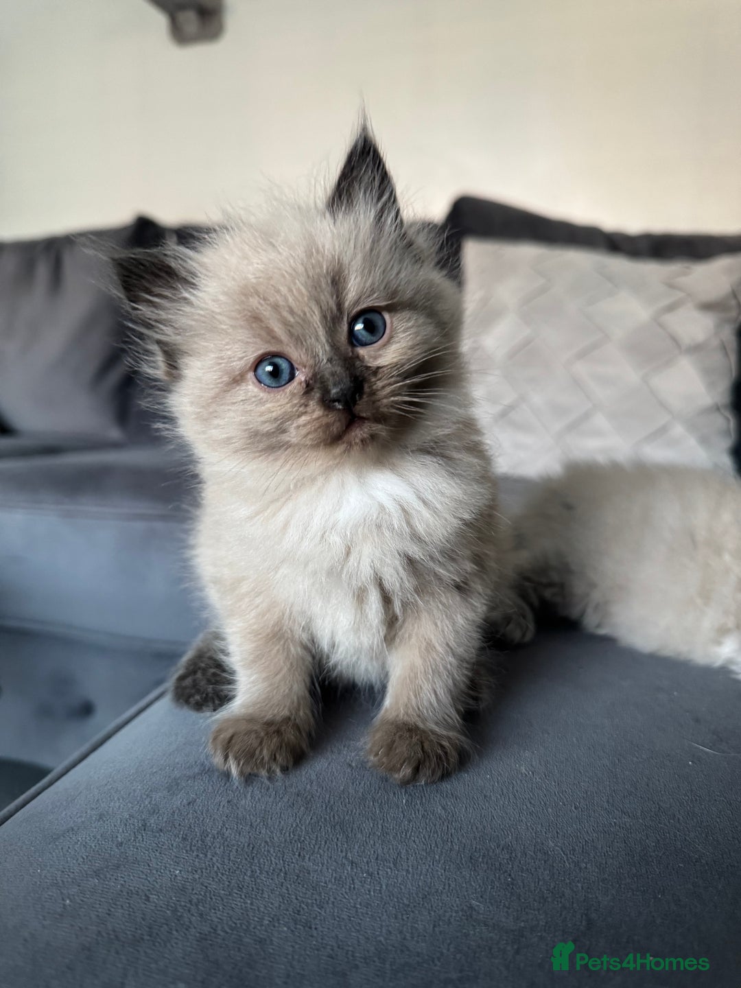 Ragdoll cats for sale: Stunning Female Seal Mink Ragdoll Kitten  - Image 12