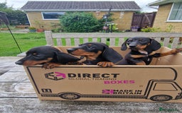 Miniature Dachshund dogs for sale: Quality mini dachshund puppies 💜 - Image 6