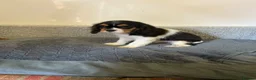 Cavalier King Charles Spaniel dogs for sale: Cavalier king charles  in Doncaster - Advert 3