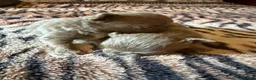 Chihuahua dogs for sale: Tiny stunning Russian Chihuahua’s   - Advert 21