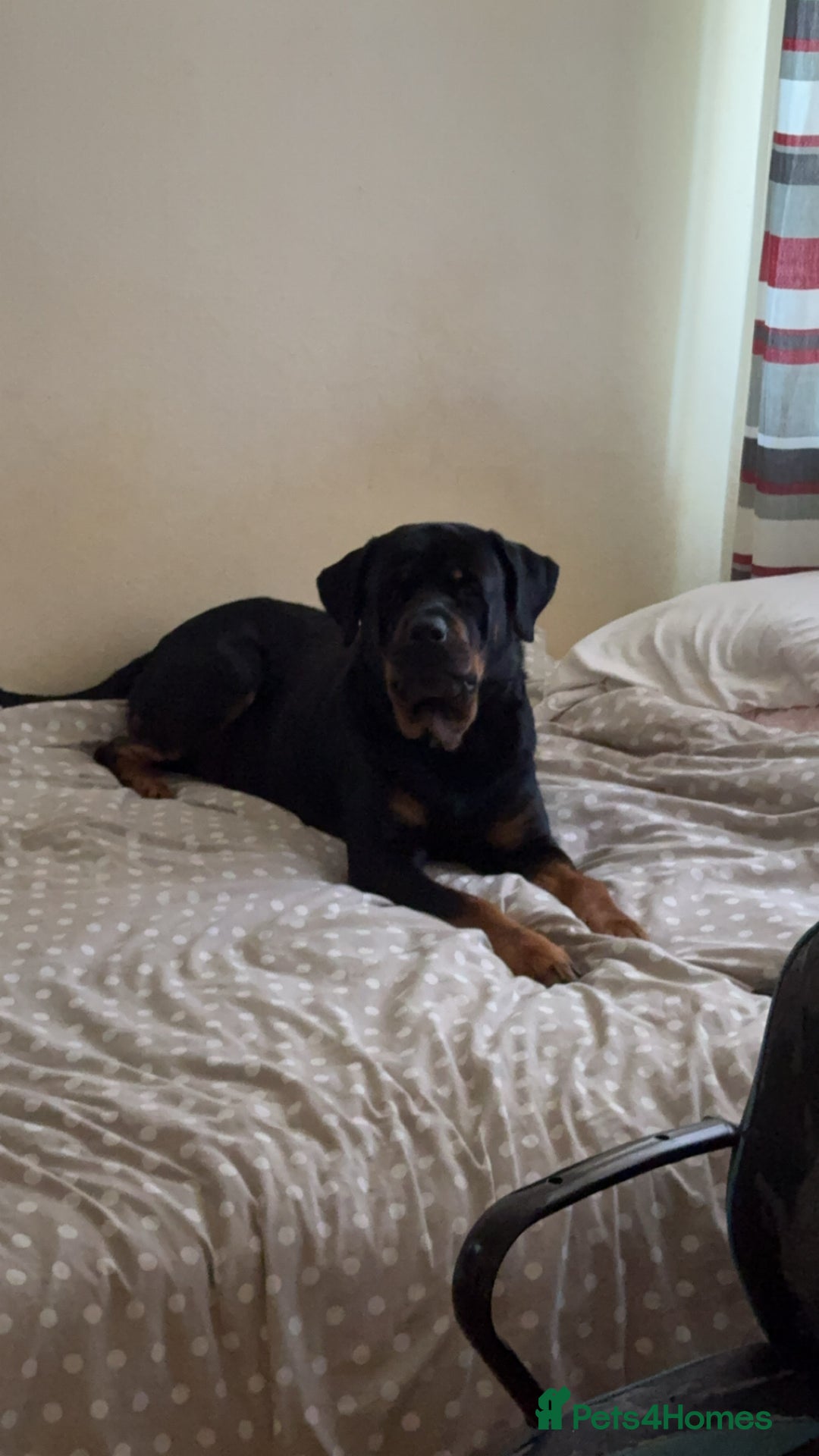 Rottweiler dogs for stud: Rottweiler Male For Stud - Image 4