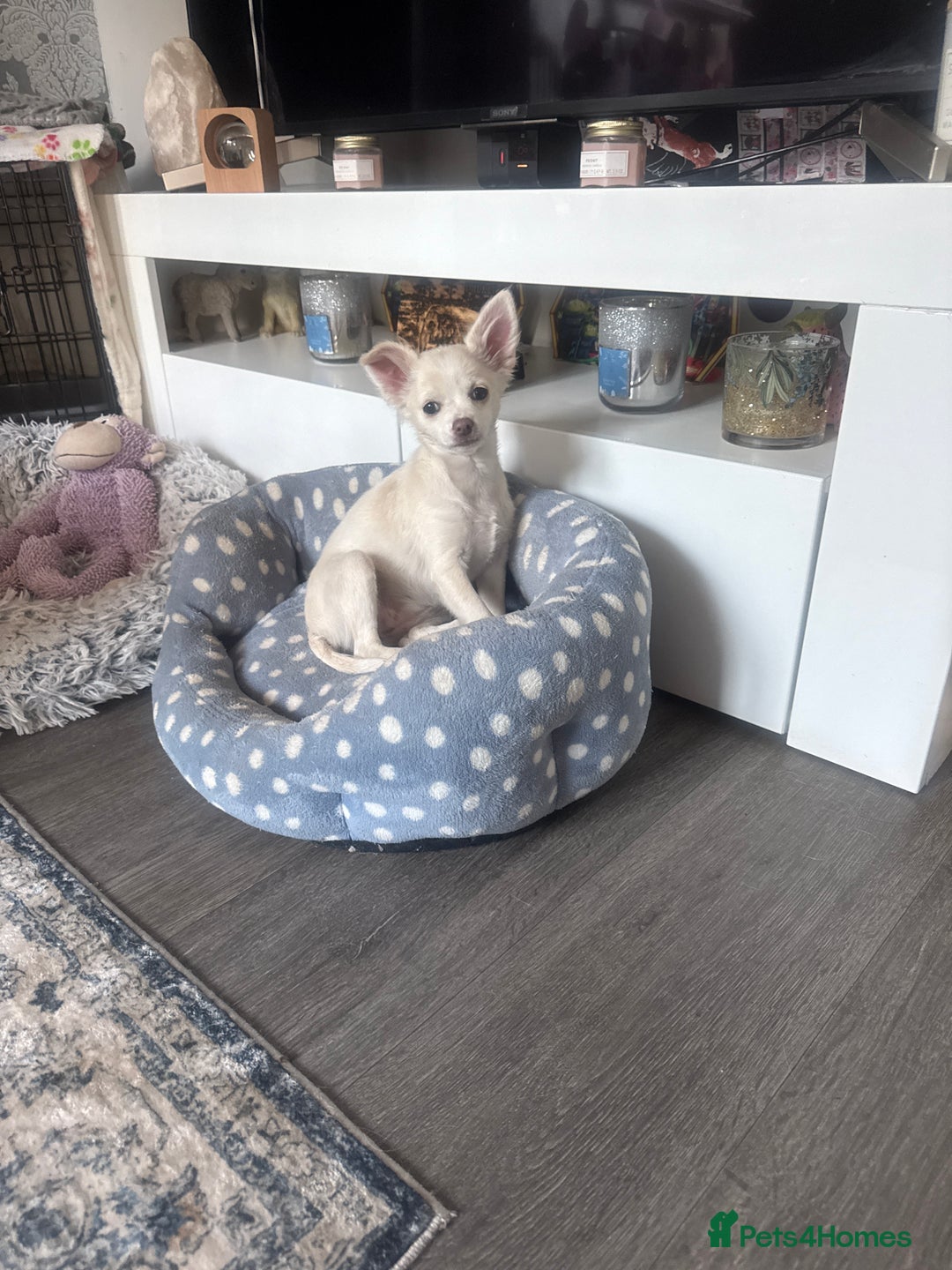 Chihuahua dogs for sale: Gorgeous Female Cream & White chihuahua Puppy.  - Image 18