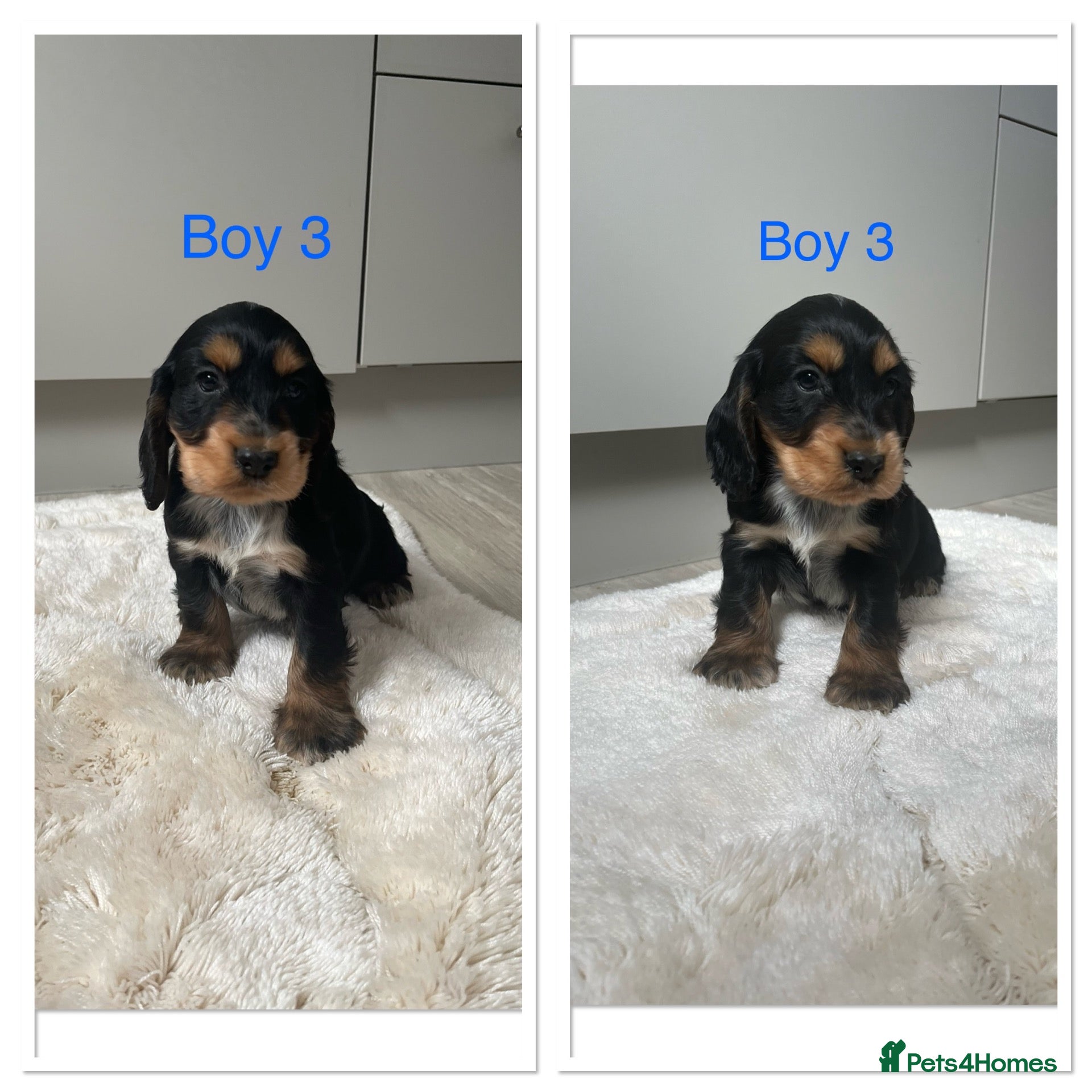 Cocker Spaniel dogs for sale: 🐾Beautiful Show Type Cocker Spaniel Puppies 🐾 - Advert 1