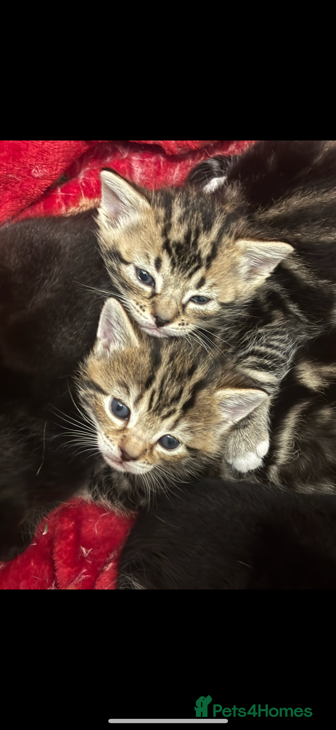 Bengal cats Bengal kittens  - Advert 15