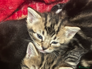 Bengal cats Bengal kittens - Advert 1