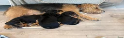 Lakeland Terrier dogs for sale: Lakeland dog pup in Doncaster - Advert 2