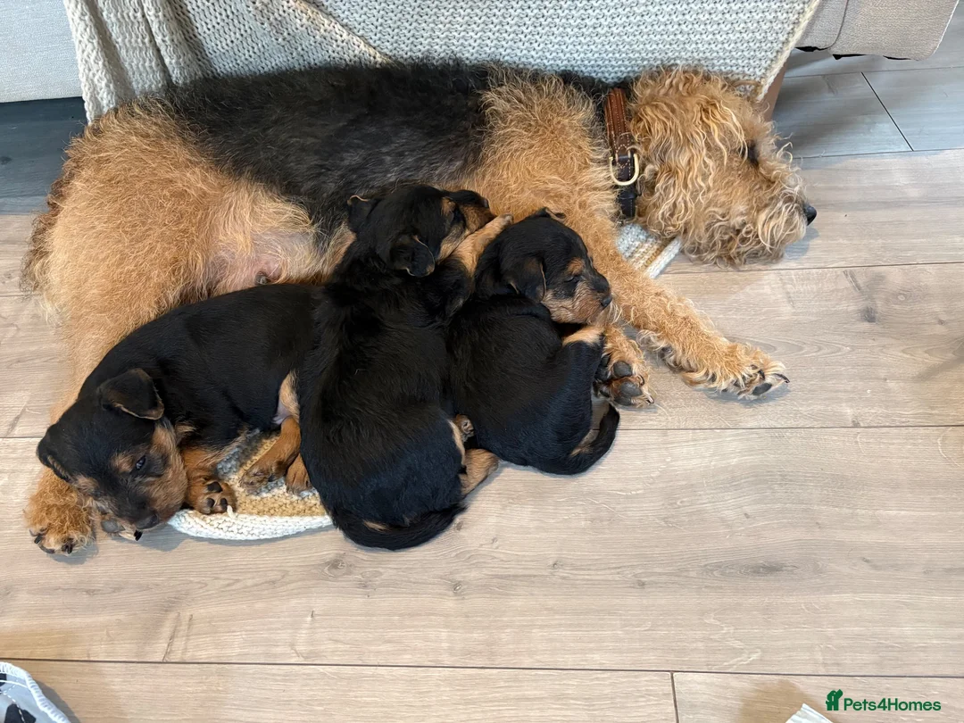 Lakeland Terrier dogs for sale: Lakeland dog pup in Doncaster - Advert 2