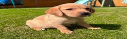 Labrador Retriever dogs for sale: Fox Red KC Registered Labradors 🐾🐾🐾 - Advert 10