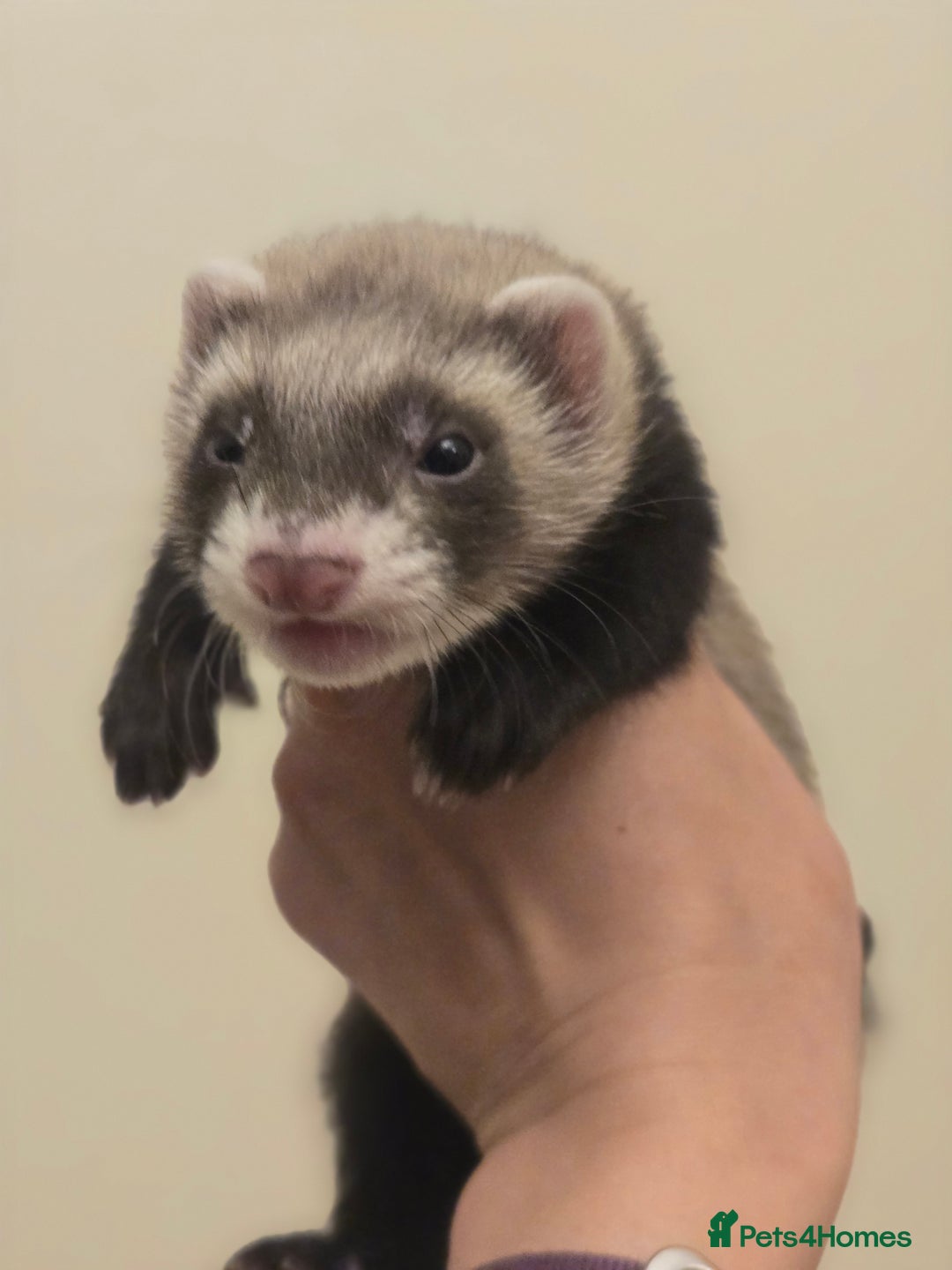Ferret rodents for sale: Cute pet ferrets - Image 5