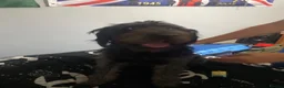 Labradoodle dogs for sale:  Beautiful 10 months old Labradoodle  - Advert 3