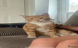 Domestic Shorthair cats for sale: Black & White Cat and Ginger & White Cat - Image 5