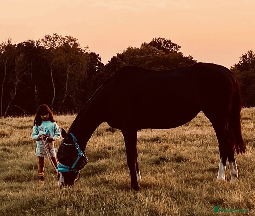 Irish Thoroughbred horses for sale: 16H TB Mare ex Racer excellent manners 16 years  - Image 3