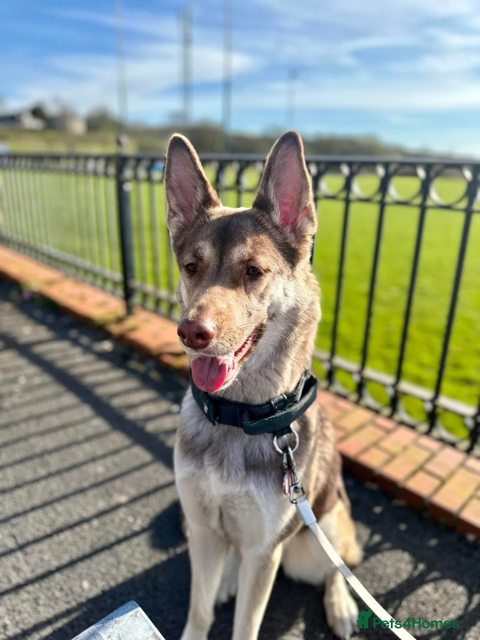 Shepsky dogs Dior  - Advert 16