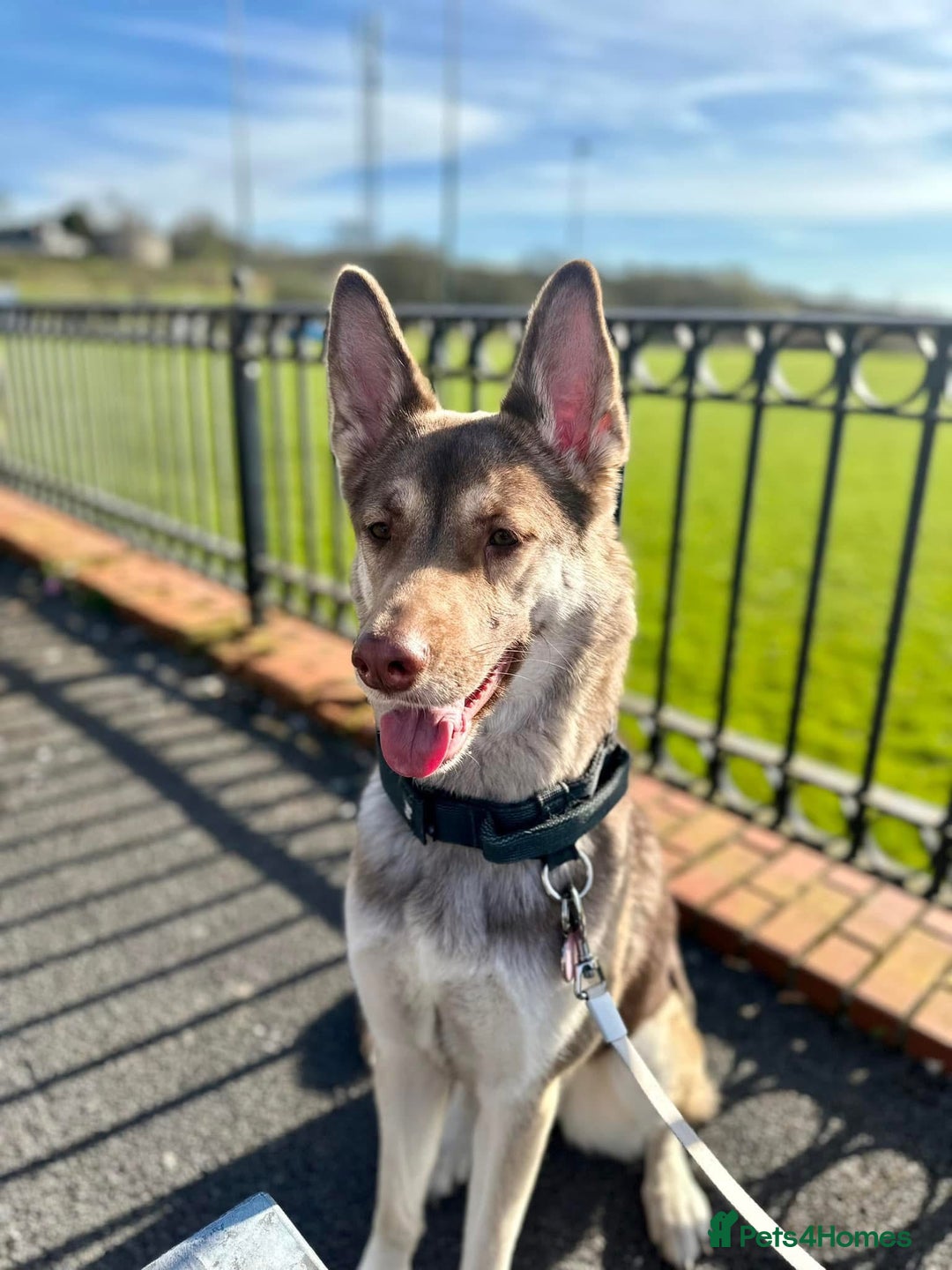 Shepsky dogs for sale: Dior  - Advert 1