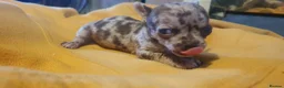 Chihuahua dogs for sale: Stunning chihuahuas  - Advert 17