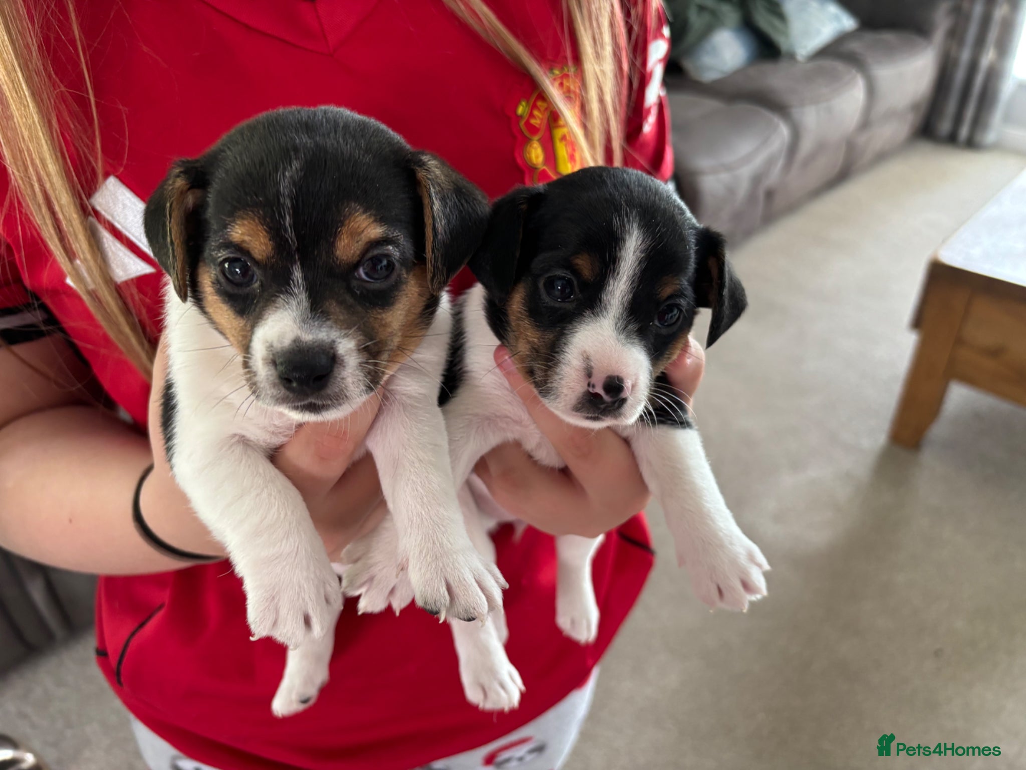 Jack Russell dogs Minature Jack Russell pups  - Advert 2