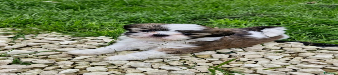 Shih Tzu Puppy - Fred