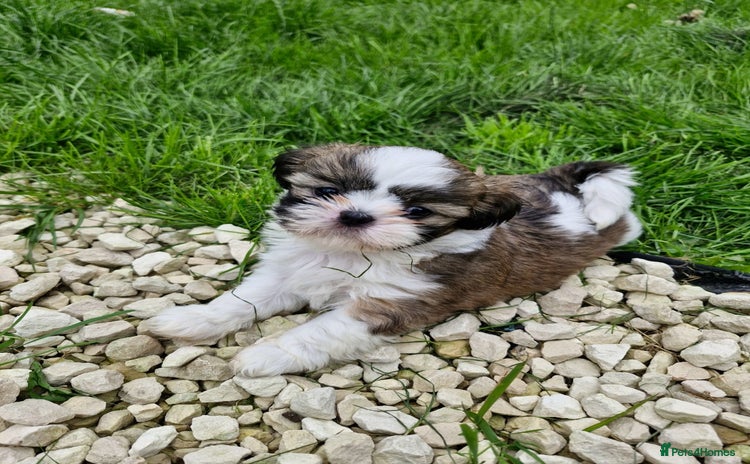 Shih Tzu dogs - Advert 1