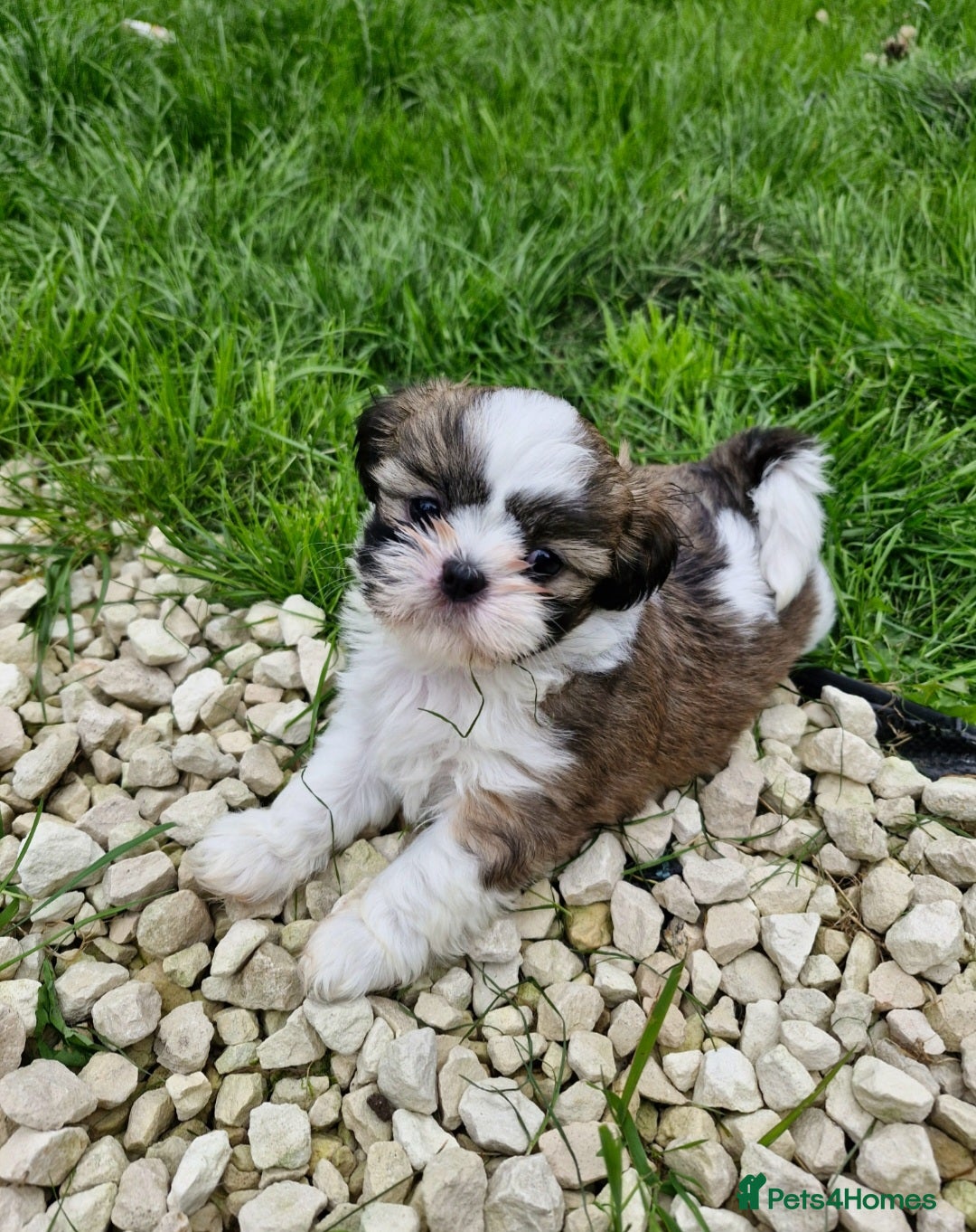 Shih Tzu dogs for sale: 6 Adorable FULL BREED Shih Tzu boy puppies.  - Image 1
