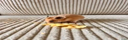 Hamster rodents for sale: Syrian hamster babies - Advert 15