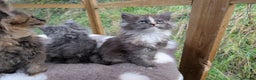 Maine Coon cats for sale: 3 Stunning Maine Coon Kittens  - Advert 15