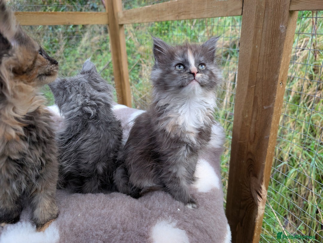 Maine Coon cats for sale: 3 Stunning Maine Coon Kittens  - Advert 15